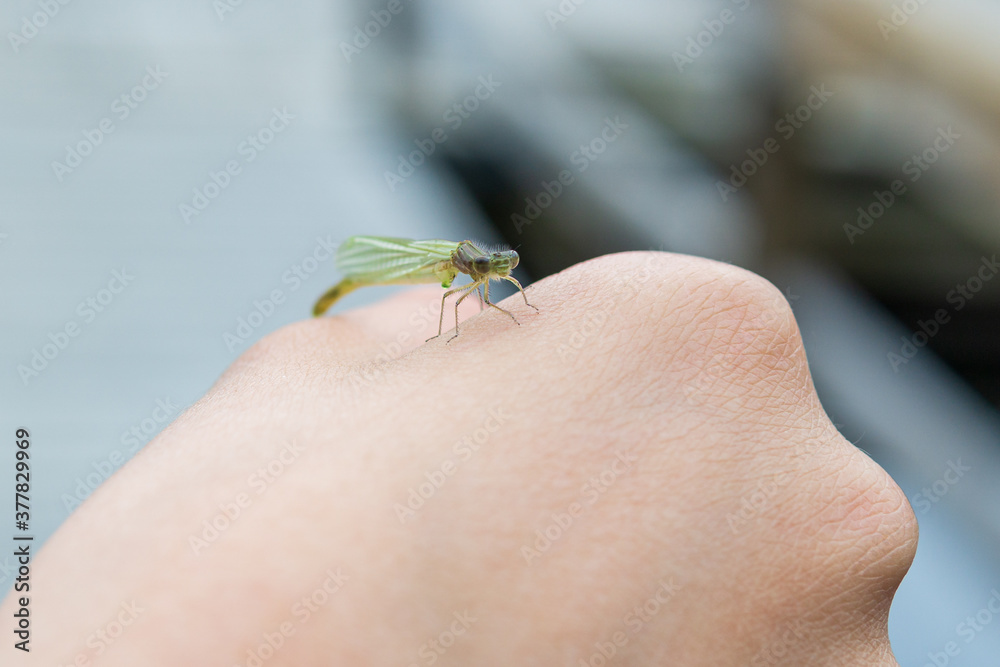 Obraz premium Beautiful little green dragonfly on a hand