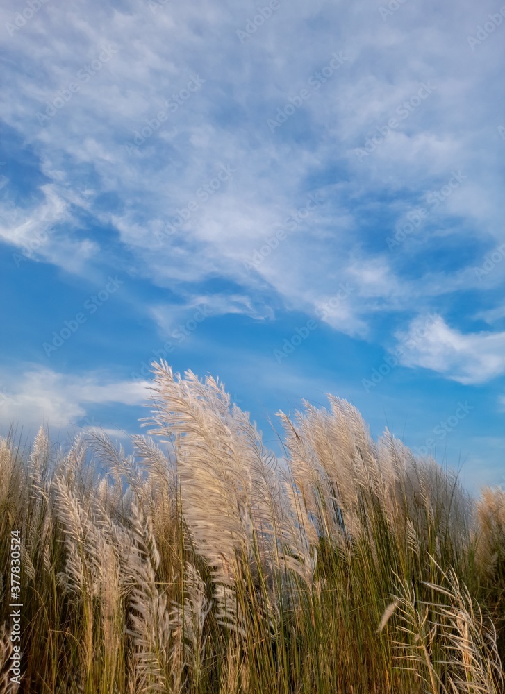 Fototapeta premium Kash Phool or Saccharum Spontaneum with Sky and Clouds, Also Known as Kans Grass, Wild Sugarcane