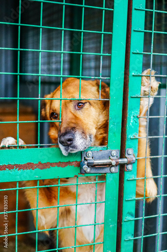 A dog in a cage at a dog shelter. Sad yee look dog in aviary