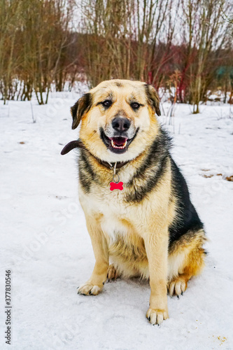 dog from the shelter in the park in winter © Ирина Журавлева