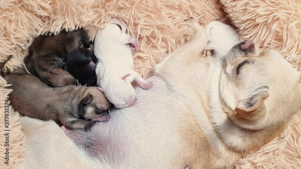 newborn Chihuahua puppies eat their mother's breast milk. breeding purebred dogs newborn Chihuahua puppies eat their mother's breast milk. breeding purebred dogs