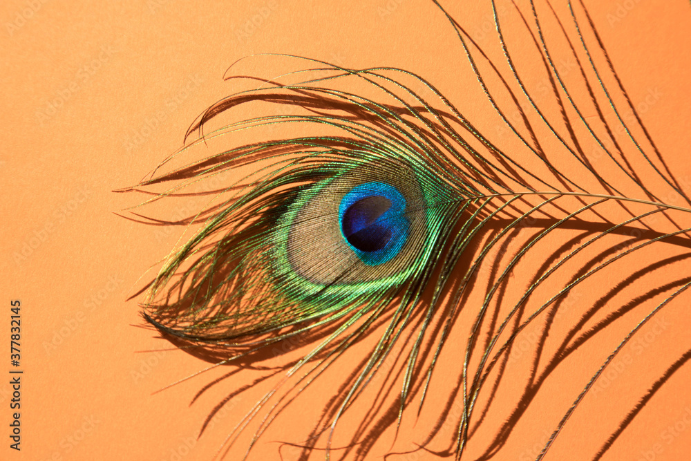 Obraz premium Peacock bird feather on orange background close-up. Horizontal orientation