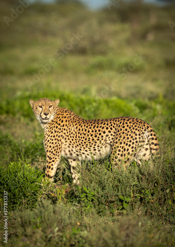 Vertical portrait of an adult cheetah standing in green bush in Ndutu in Tanzania