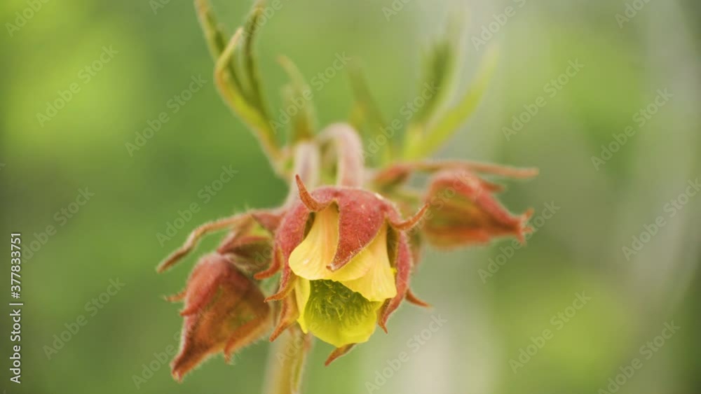 The budding flower of the water avens plant The budding flower of the water avens plant
