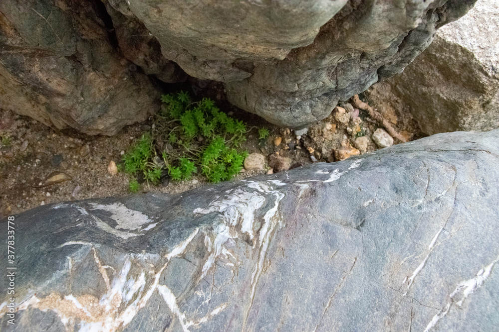 岩の隙間の苔
