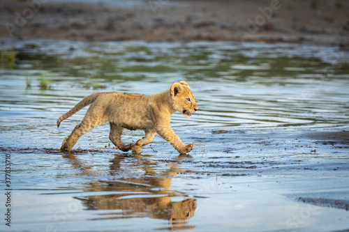 Small lion cub running through water in Ndutu in Tanzania