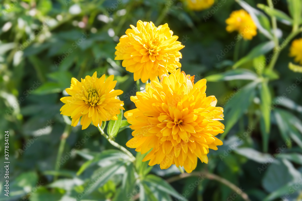 Flowers of the Rudbeckia laciniata Hortensia on a blurred background Flowers of the Rudbeckia laciniata Hortensia on a blurred background