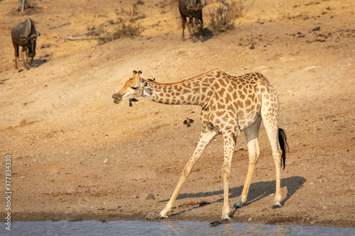 Giraffe standing at edge of river drinking water in Kruger Park in South Africa