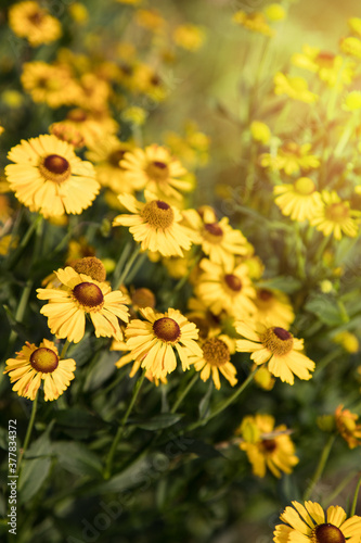 Botanical background of yellow flowers, sunlight, highlights.A place for copy space.Vertical orientation