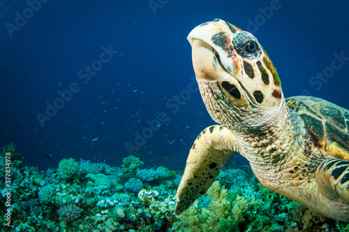 Hawksbill sea turtle swimms in the clear blue ocean