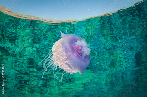 Bild auf Leinwand crown jelly fish swims in clear water and has refection on seurface