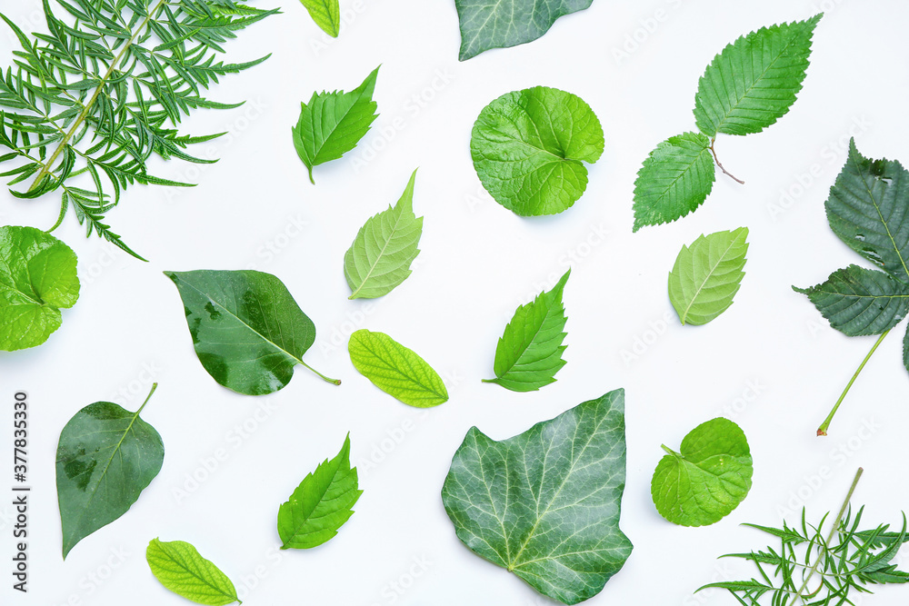 Different green leaves on white background Different green leaves on white background
