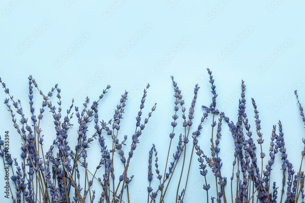 Beautiful lavender flowers on color background Beautiful lavender flowers on color background