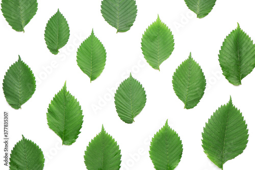Many green leaves on white background © Pixel-Shot