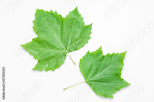 Green maple leaves on white background