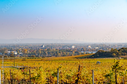 Weinanbau in Gumpoldskirchen mit Fernblick auf Traiskirchen