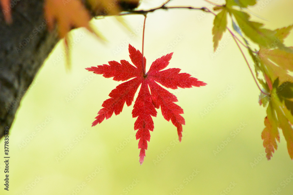 カエデ　赤く染まる