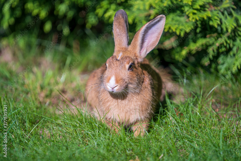 Young cute rabbit on green grass eating, close up. Animals and nature concept Young cute rabbit on green grass eating, close up. Animals and nature concept