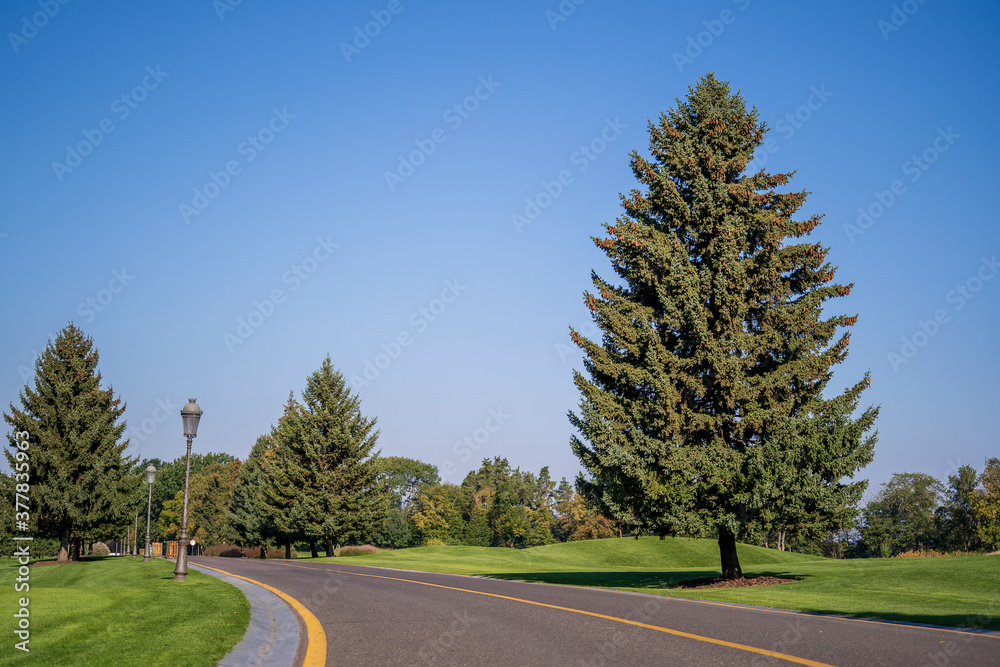 Fototapeta premium Empty curved road,blue sky and green pine tree