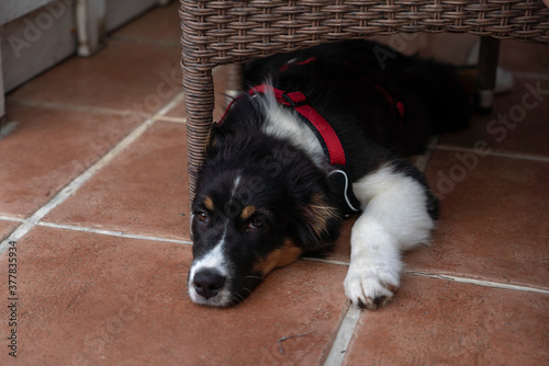 Australian Shepherd ruht sich aus und hält Wache