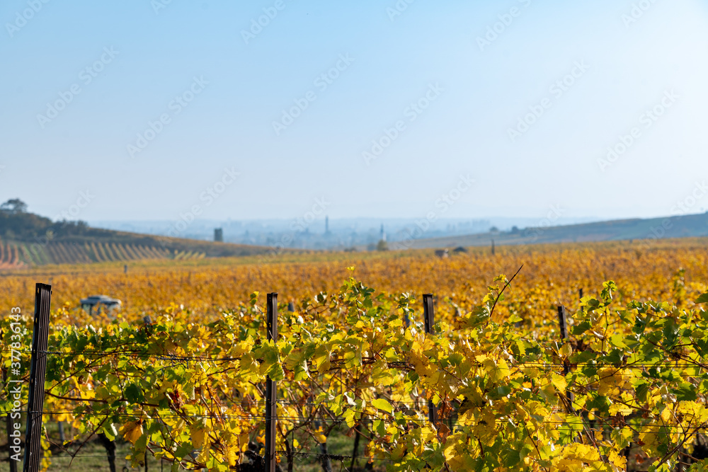 Weinanbau in Gumpoldskirchen im Herbst