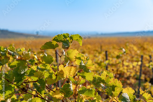 Weinanbau mit Weinpflanzen im Vordergrund und blauem Himmel