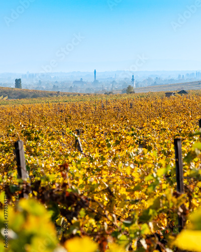 Weinanbau in Gumpoldskirchen im Hintergrund im Hochformat