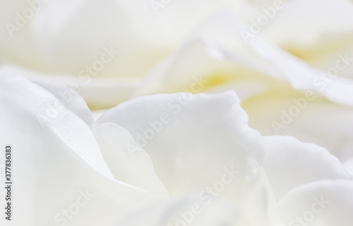 Abstract floral background, white rose flower petals. Macro flowers backdrop for holiday design. Soft focus © OLAYOLA
