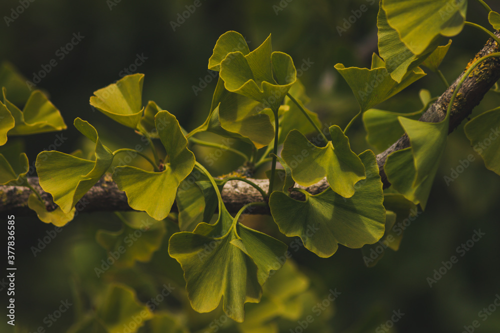 Close up of Leaves of a Ginkgo Tree Close up of Leaves of a Ginkgo Tree