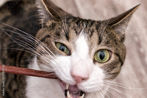 A domestic purebred cat nibbles a treat - a brown meat stick. The cat looks at the camera.