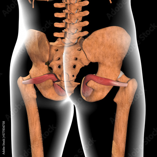 3d Illustration of Obturator Internus Muscles on Xray Body photo