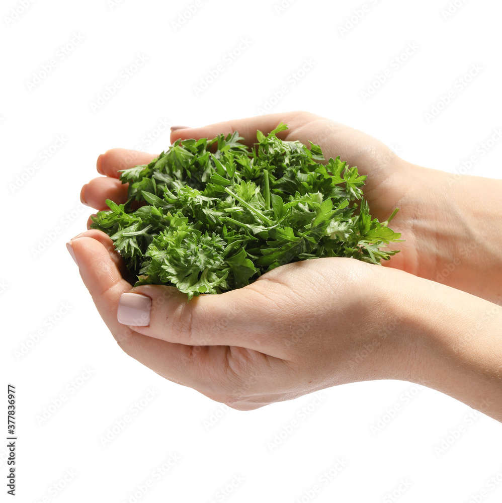 Hands with fresh parsley on white background