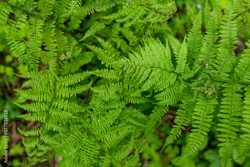 Green fern leaves in the forest