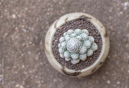 cactus in the flower pot ,Owl Eye Cactus or Mammillaria Perbella Hildmann photo