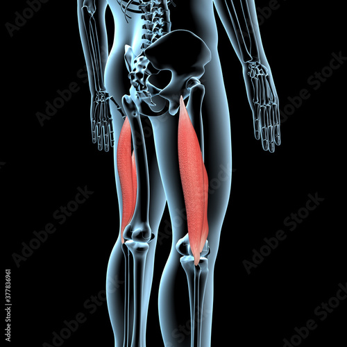 3d Illustration of the Bicep Femoris Muscles Anatomical Position on Xray Body