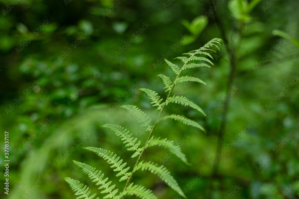 Green fern leaves in the forest