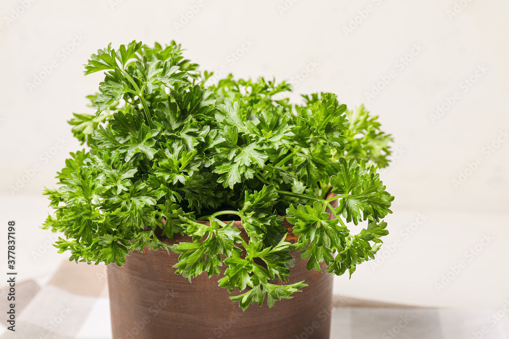 Fototapeta premium Fresh parsley on white background