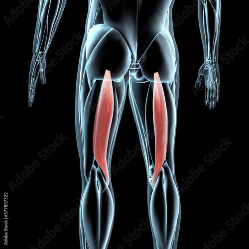 3d Illustration of the Semitendinosus Muscles on Xray Musculature