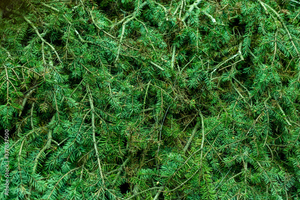 Many spruce branches stacked together Many spruce branches stacked together