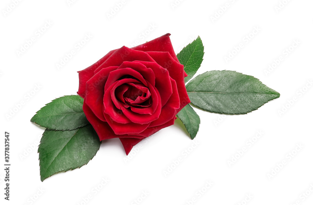 Fototapeta premium Beautiful red rose on white background