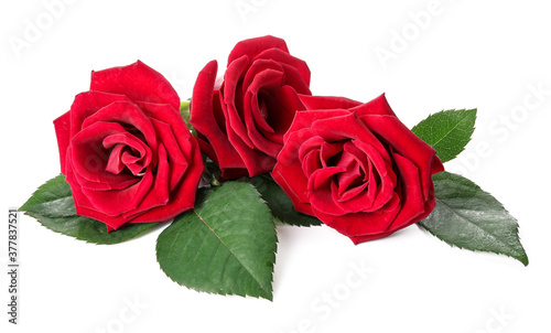 Beautiful red roses on white background