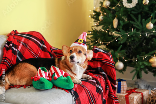 Cute dog in elf's hat at home on Christmas eve © Pixel-Shot
