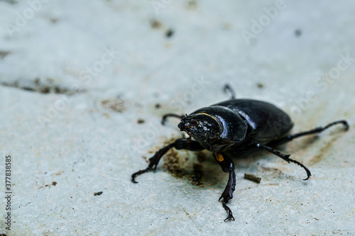 Big black bug crawling on a stone