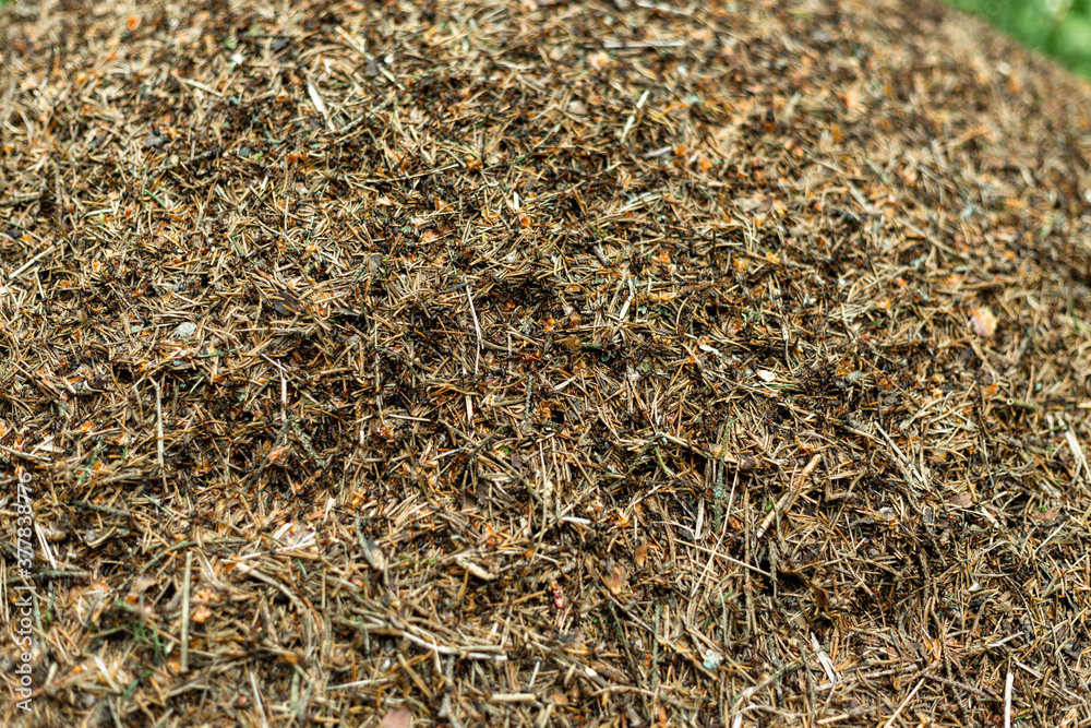 Forest anthill with ants macro shooting Forest anthill with ants macro shooting