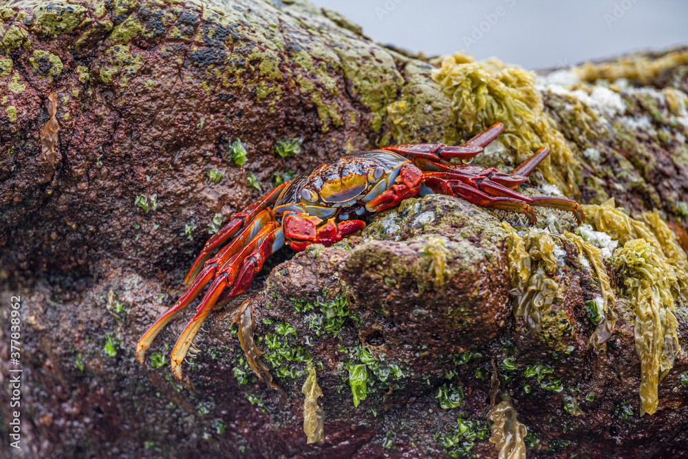 Sally Lightfoot crab (Grapsus grapsus) on a rock along the Pacific coast in north Chile Sally Lightfoot crab (Grapsus grapsus) on a rock along the Pacific coast in north Chile