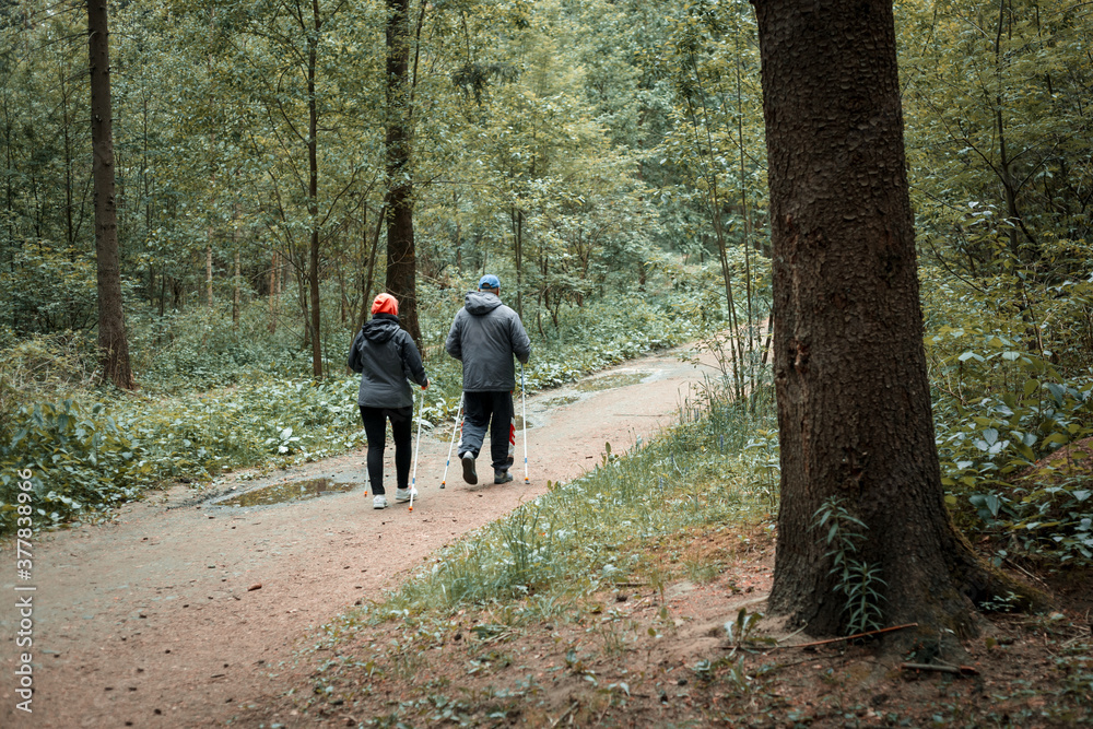 Woman and man are engaged in scandinavian walking in the coniferous forest Woman and man are engaged in scandinavian walking in the coniferous forest