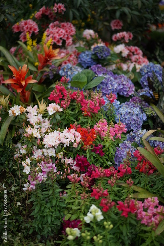 flowers in the garden © Subitm