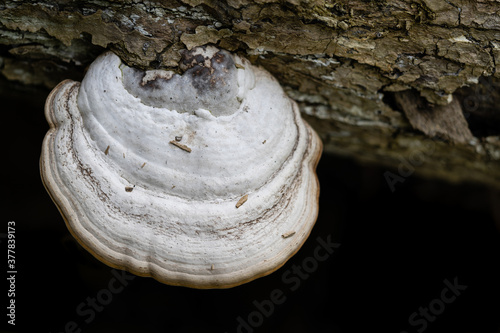 White mushroom grows on a old log. Close up image