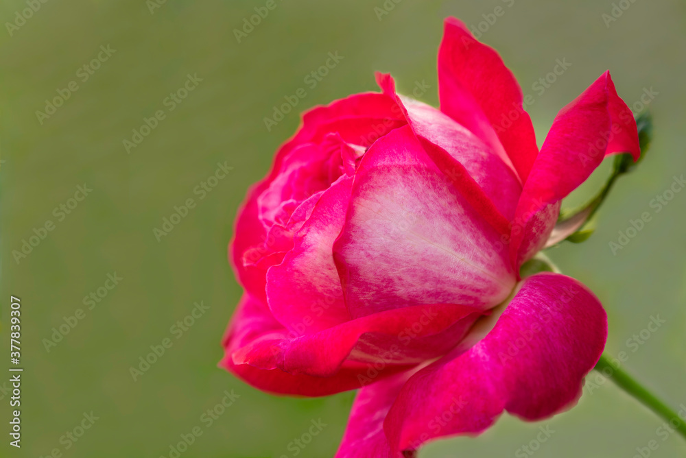 Silky pink rose on a green background Silky pink rose on a green background