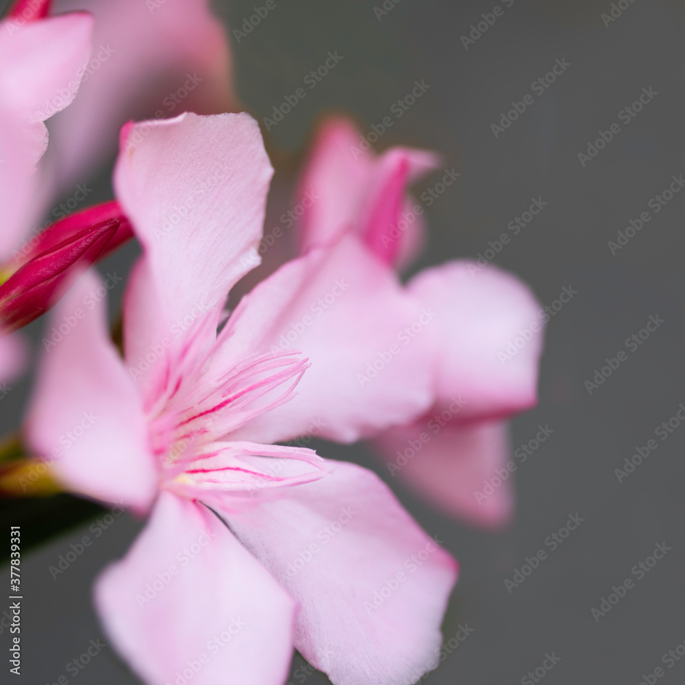 Wild pink oleander flower on dark background